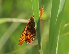 Boloria aquilonaris
