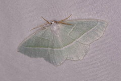 Campaea margaritaria