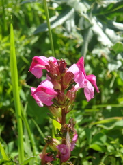 Pedicularis nordmanniana