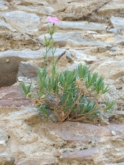 Dianthus rupicola