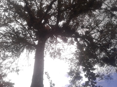 Podocarpus oleifolius