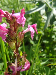 Pedicularis nordmanniana