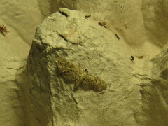 Gymnoscelis rufifasciata