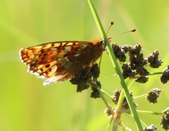 Boloria aquilonaris