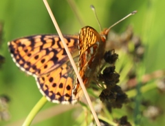 Boloria aquilonaris