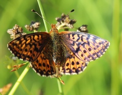 Boloria aquilonaris