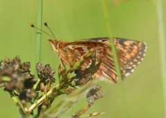 Boloria aquilonaris