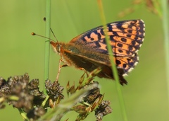 Boloria aquilonaris
