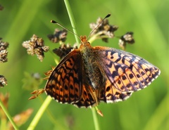 Boloria aquilonaris