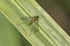 Chrysosoma leucopogon