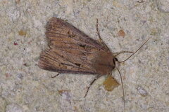 Agrotis exclamationis