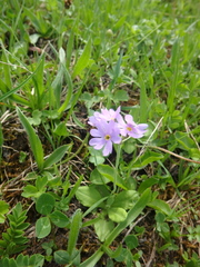 Primula algida