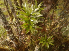 Podocarpus oleifolius