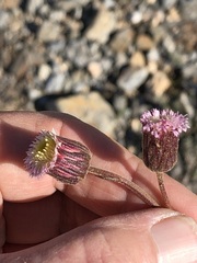 Ixiochlamys cuneifolia