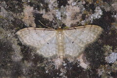 Idaea humiliata