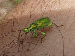 Phyllobius arborator