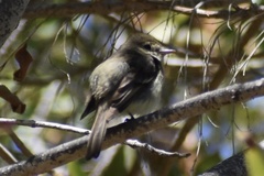 Empidonax difficilis insulicola