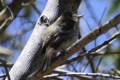 Empidonax difficilis insulicola
