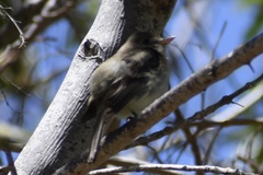 Empidonax difficilis insulicola