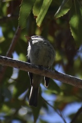 Empidonax difficilis insulicola