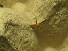 Rhynocoris erythropus