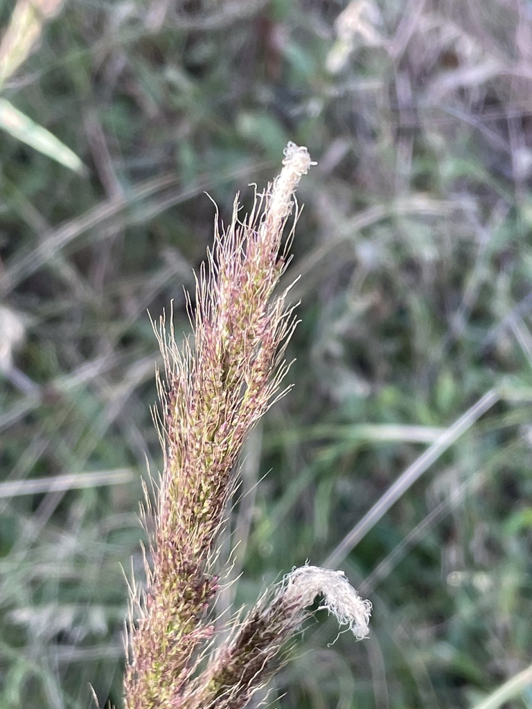 Molasses Grass from Samford Conservation Park, Ferny Hills, QLD, AU on July 15, 2022 at 0246 PM