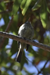 Empidonax difficilis insulicola