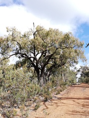Eucalyptus marginata thalassica