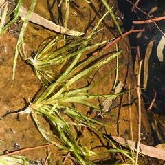 Vallisneria annua