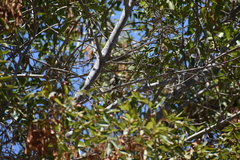 Empidonax difficilis insulicola