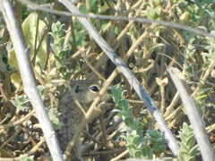 Xerospermophilus spilosoma