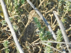 Xerospermophilus spilosoma