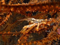Xenocarcinus conicus