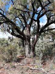 Eucalyptus marginata thalassica
