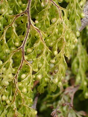 Hymenophyllum bivalve image