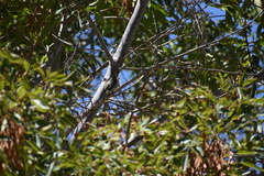 Empidonax difficilis insulicola