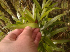 Podocarpus oleifolius