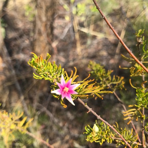 Red Boronia (Boronia lanuginosa)