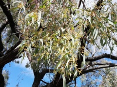 Eucalyptus marginata thalassica