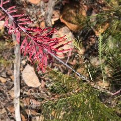 Grevillea dryandri