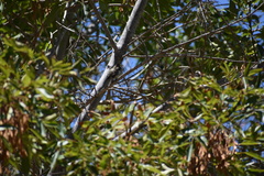 Empidonax difficilis insulicola