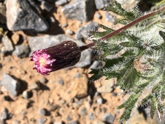 Ixiochlamys cuneifolia