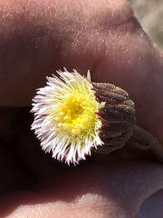 Ixiochlamys cuneifolia