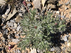 Ixiochlamys cuneifolia