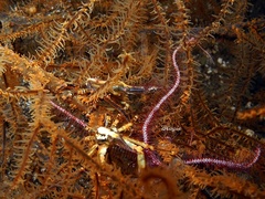 Xenocarcinus conicus