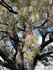 Eucalyptus marginata thalassica