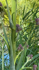 Angelica capitellata