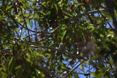Empidonax difficilis insulicola