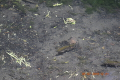 Oncorhynchus mykiss