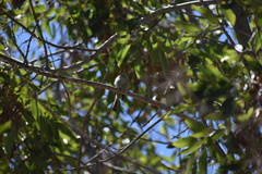 Empidonax difficilis insulicola